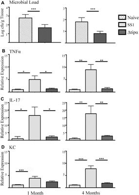 The TNF-Alpha Inducing Protein is Associated With Gastric Inflammation and Hyperplasia in a Murine Model of Helicobacter pylori Infection